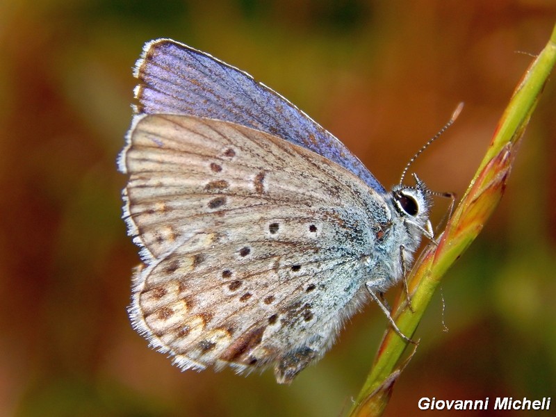 Plebejus idas